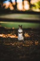 Grey Squirrel in the park photo