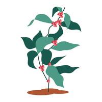 coffee plant with seeds vector