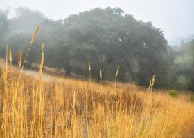 Old Oak Trees in the Fog photo