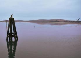 Tranquil Bay with Seagulls photo