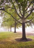 Row of Trees in the Fog at the Park photo