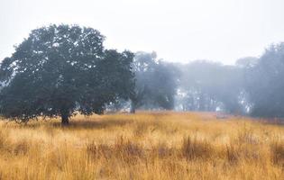 Old Oak Trees in a Foggy Meadow photo