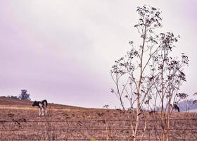 Cows in Pasture photo