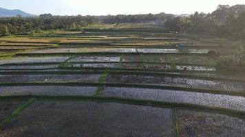 Aerial view of morning in rice field Bali in traditional village video