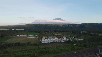 Aerial view of rice field with palm tree with Ijen mountain video