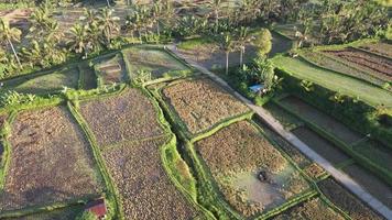 Aerial view of morning in rice field Bali in traditional village video