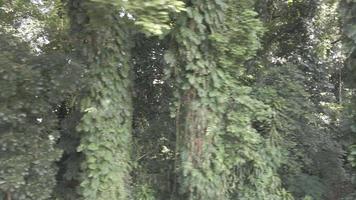 Aeial view closer look of tropical forest in Indonesia video