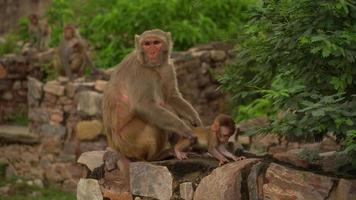 familia de monos video hd nuevo