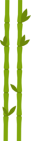 illustration de conception de bambou isolée sur fond transparent png