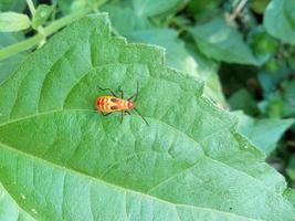 red insect on green leaf photo