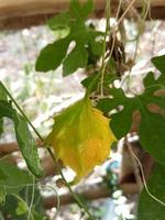 melón amargo ha comenzado a ponerse amarillo foto