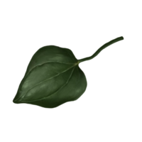 ilustração de folha de flor de clematis png