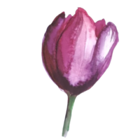 flower tulip watercolor illustration png