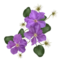 bouquet of clematis flowers on liana illustration png