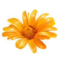 ilustración de flor amarilla de manzanilla png