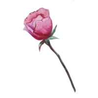 rosa fiore acquerello illustrazione png