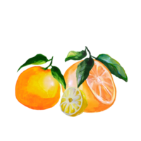 mandarin och citronklyfta akvarellillustration png