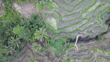 vista aérea de terraços de arroz tegalalang bali. video