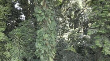 luftansicht näherer blick auf den tropischen wald in indonesien video