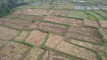 Aerial view of morning in rice field Bali in traditional village video