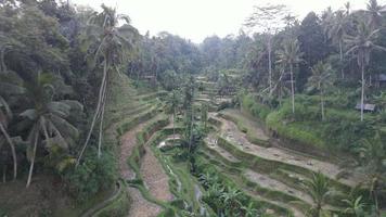 antenne visie van tegalalang Bali rijst- terrassen. video