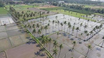 vista aérea de la mañana en el campo de arroz indonesia video