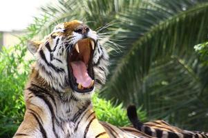 tigre en zoológico foto