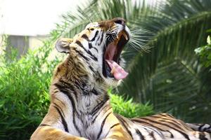 tigre en zoológico foto