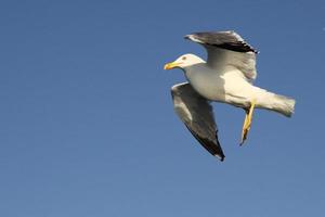 una gaviota blanca foto