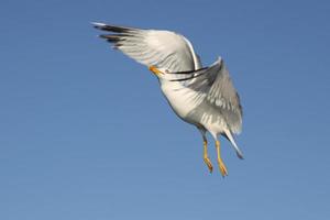 A white Seagull photo