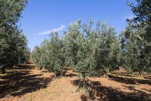 Olive trees in Turkiye photo