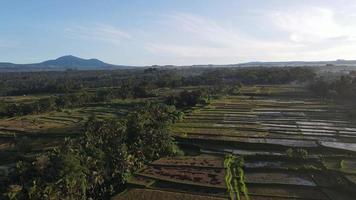 antenn se av morgon- i ris fält bali i traditionell by video