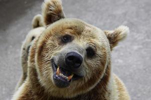 Bear in zoo photo