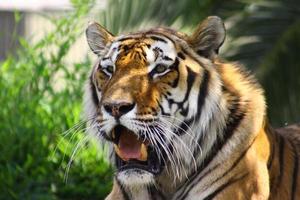 Tiger in zoo photo