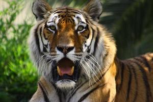 Tiger in zoo photo