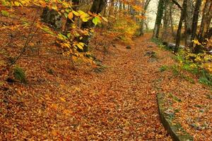 bosque en yedigoller foto