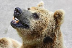 Bear in zoo photo