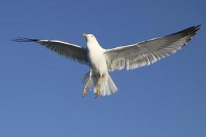 Seagull in Istanbul photo