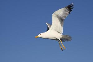 gaviota en estambul foto