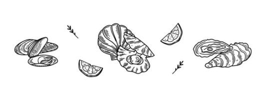 Shellfish, mussels, scallops, oysters. Seafood vector illustration isolated image on white background. Vintage style. Hand drawn black ink image