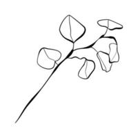 Branch of eucalyptus leaves in doodle technique vector