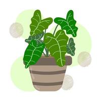 Hand drawn Alocasia leaves or elephant's ear plant in a ceramic pot. Isolated house plants for interior background. vector