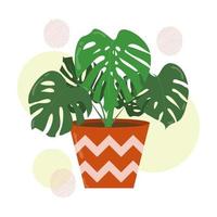 Hand drawn monstera leaves or swiss cheese plants in a ceramic pot. Isolated house plants for interior background. vector