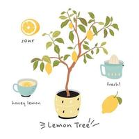 lemon tree with honey lemon sour and fresh, citrus tree vector