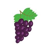 On a white background, purple grapes isolated. With stems and leaves, a bunch of purple grapes. vector