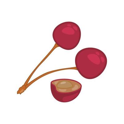 Isolated on a white background are ripe cherries and half cherries.