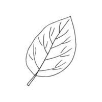 leaf hand drawn doodle. , minimalism, scandinavian, monochrome, nordic, sketch icon sticker label isolated plant ecology vector