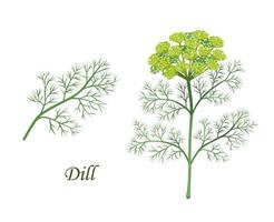 Dill plant, herb seasoning and spice flavoring vector