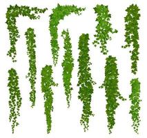 Vertical isolated ivy lianas, cartoon vector set