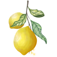 Lemon and leave png